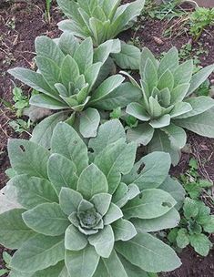 some very pretty green plants in the dirt