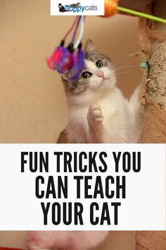 a cat is playing with a toy on top of a scratching post that says, fun tricks you can teach your cat