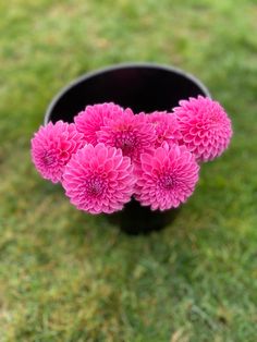 pink flowers are in a black vase on the grass