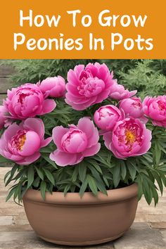 pink flowers in a pot with the title how to grow peonies in pots