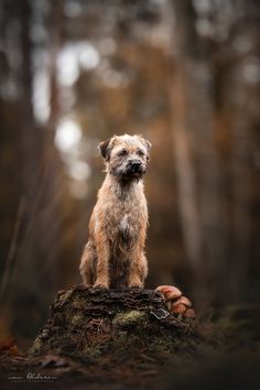 a small dog sitting on top of a tree stump in the middle of a forest