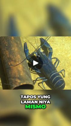 a large blue lobster sitting on top of a wooden table next to a metal pipe