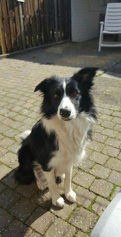 a black and white dog sitting on the ground