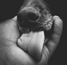 a black and white photo of a dog's nose being held in someones hand