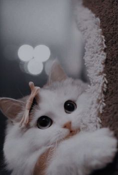 a white cat laying on top of a carpeted floor