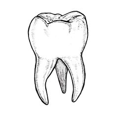 a tooth that has been drawn in black and white, with the teeth still attached to it