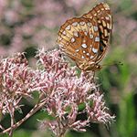 a butterfly sitting on top of a pink flower