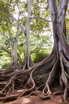 the roots of trees are very large