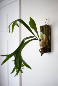 a plant hanging on the wall next to a door