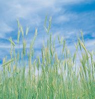 tall grass blowing in the wind under a blue sky