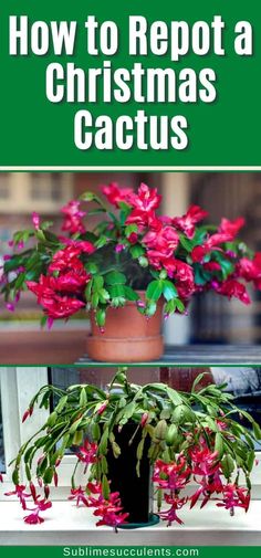 a potted plant with red flowers and text overlay that reads how to repat a christmas cactus