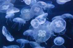 a group of jellyfish swimming in an aquarium