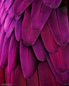 the back side of a purple bird's feathers