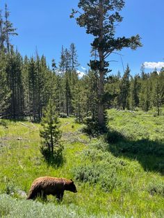 a brown bear walking across a lush green field next to a tall pine tree on a sunny day