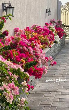 colorful flowers line the side of a building