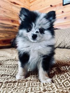 a small black and white dog sitting on top of a bed