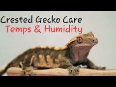 a gecko sitting on top of a piece of wood with the words crested gecko care