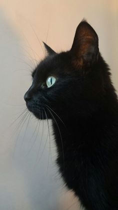 a black cat with blue eyes looking off into the distance