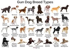 the different breeds of dogs are shown in this chart, which shows them's names