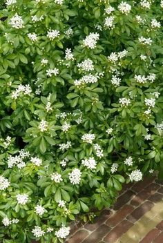 white flowers are growing on the side of a brick walkway