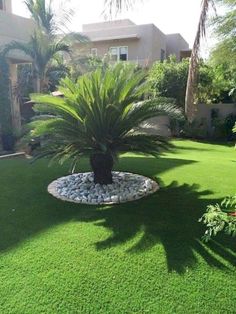 a palm tree in the middle of a lawn