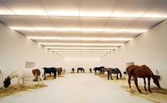 several horses are eating hay in a room with white walls and ceiling lights above them