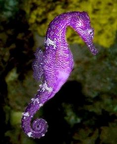 a purple sea horse standing on top of a rock