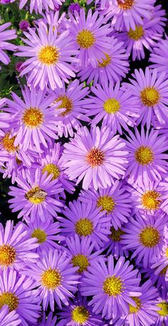 many purple flowers with yellow centers in the middle