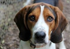 a brown and white dog standing next to a fence