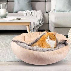 an orange and white cat sitting in a dog bed