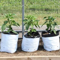 three bags filled with plants sitting on top of dirt