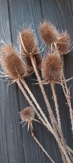 some brown flowers on a wooden surface