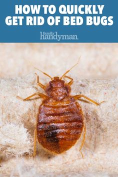 a bed bug with the words how to quickly get rid of bed bugs on it