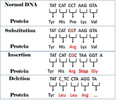 the different types of proteins and their names