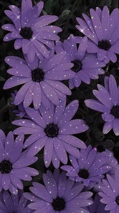 purple flowers with water droplets on them