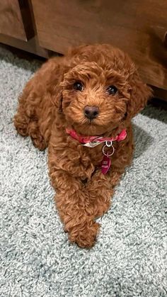 a small brown dog sitting on top of a carpet next to a wooden dresser drawer