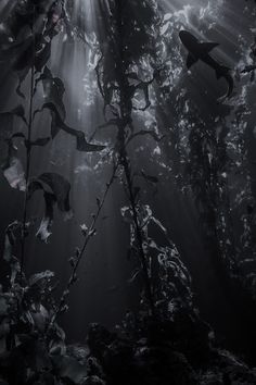 an underwater scene with plants and sharks in the water