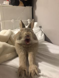 a baby rabbit yawns while laying on a bed with white sheets and blankets