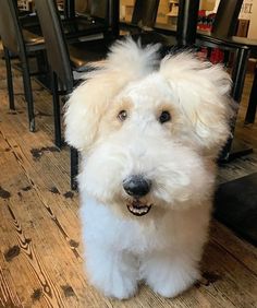 a small white dog sitting on top of a wooden floor next to black dining chairs