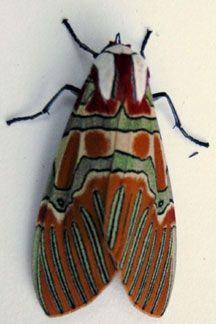 a close up of a moth on a white surface with black and orange lines around it