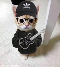 a cat wearing glasses and a hat with the words rock'n'roll on it