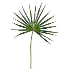 Chinese Fan Palm, Plant Installation, Faux Branches, Palm Branch, Paper Pot, Glass Cylinder Vases, Fan Palm, Silk Plants, Palm Fronds