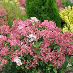 pink and white flowers are blooming in the garden