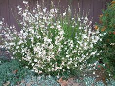 white flowers are growing in the garden next to a brown wall and shrubbery with green leaves