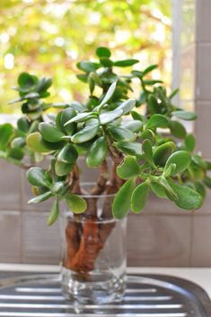 a potted plant sitting on top of a metal tray