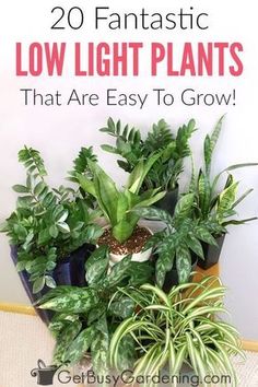 some plants that are sitting on top of each other with text overlay reading 20 fantastic low light plants that are easy to grow