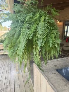 a plant is growing out of the corner of a deck next to a hot tub