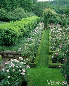 a lush green garden with lots of flowers