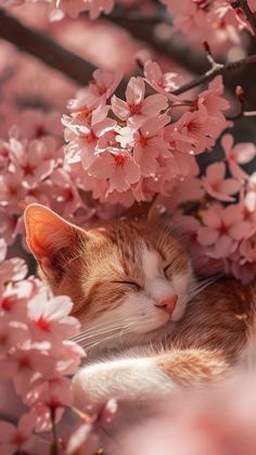 an orange and white cat sleeping on top of a tree filled with pink blossoming flowers