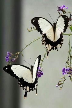 two white and black butterflies sitting on top of purple flowers with one flying towards the camera